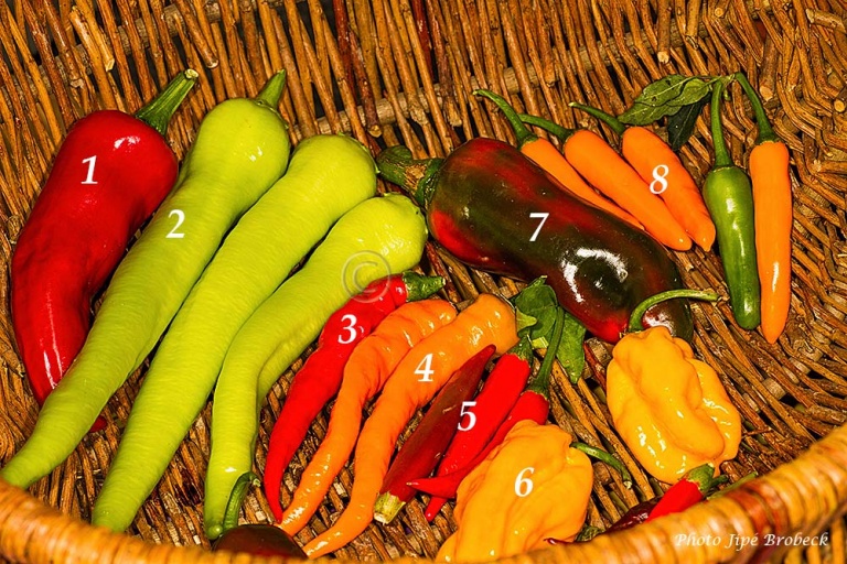 Les piments généralités 1 trucapapy Les piments généralités 1 trucapapy