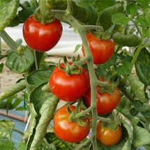 11-tomate-gardeners-delight