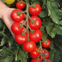 18-tomate-hellfrucht