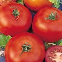 19-tomate-saint-pierre