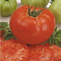 8-tomate-coeur-de-boeuf-beefsteak