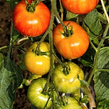 tomate8